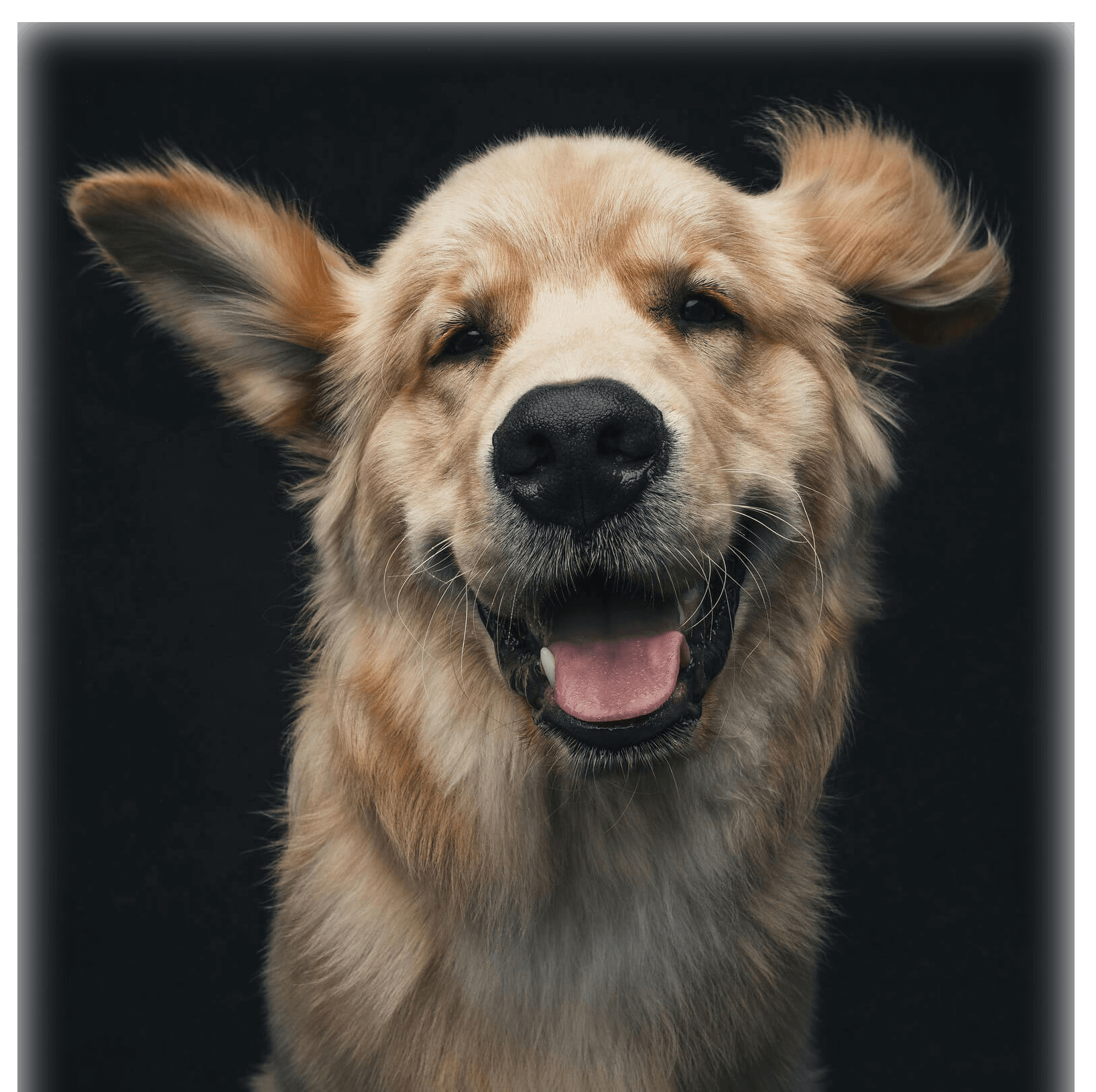 Ollie, COD (Chief Office Dog)